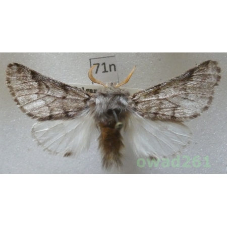 Thaumetopoea pityocampa (Denis & Schiffermüller, 1775) male Croatia71n